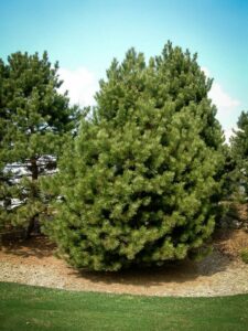 Сосна Чёрная (Pinus Nigra) купить по цене от 270.00р. в интернет-магазине «Посадика» с доставкой почтой в в Бугуруслане и по всей России – [изображение №1].