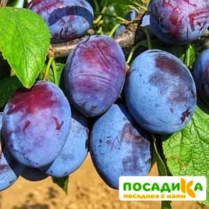 Слива Чачакская ранняя купить по цене от 229.00р. в интернет-магазине «Посадика» с доставкой почтой в в Бугуруслане и по всей России – [изображение №1].