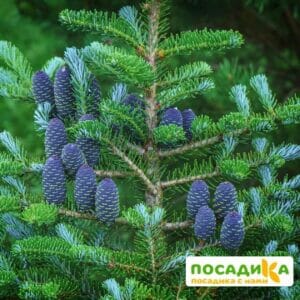 Пихта корейская (Abies koreana) купить по цене от 450.00р. в интернет-магазине «Посадика» с доставкой почтой в в Бугуруслане и по всей России – [изображение №1].