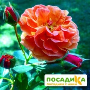 Роза Арабия купить по цене от 350.00р. в интернет-магазине «Посадика» с доставкой почтой в в Бугуруслане и по всей России – [изображение №1].