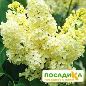 Сирень Примроуз (Primrose) купить по цене от 529.00р. в интернет-магазине «Посадика» с доставкой почтой в в Бугуруслане и по всей России – [изображение №1].