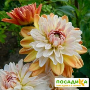 Георгина Коуп де Солейл (декоративная) купить по цене от 400р. в интернет-магазине «Посадика» с доставкой почтой в в Бугуруслане и по всей России – [изображение №1].