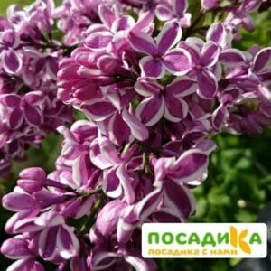 Сирень Сенсация купить по цене от 529.00р. в интернет-магазине «Посадика» с доставкой почтой в в Бугуруслане и по всей России – [изображение №1].