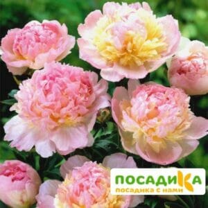 Пион Распберри Сандей (Paeonia Raspberry Sundae) купить по цене от 959р. в интернет-магазине «Посадика» с доставкой почтой в в Бугуруслане и по всей России – [изображение №1].