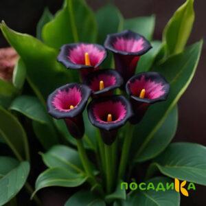 Калла Аура Лейс купить по цене от 400р. в интернет-магазине «Посадика» с доставкой почтой в в Бугуруслане и по всей России – [изображение №1].