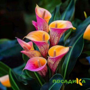 Калла Оникс купить по цене от 450р. в интернет-магазине «Посадика» с доставкой почтой в в Бугуруслане и по всей России – [изображение №1].