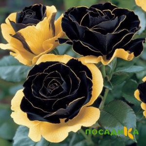 Роза Ханни Сикл купить по цене от 700р. в интернет-магазине «Посадика» с доставкой почтой в в Бугуруслане и по всей России – [изображение №1].