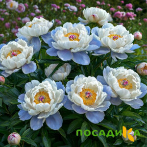 Пион акварельный Этюд купить по цене от 806р. в интернет-магазине «Посадика» с доставкой почтой в в Бугуруслане и по всей России – [изображение №1].