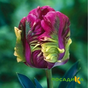 Тюльпан Экзотик Хэвен купить по цене от 186р. в интернет-магазине «Посадика» с доставкой почтой в в Бугуруслане и по всей России – [изображение №1].