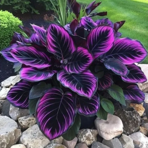 Хоста Люминоза купить по цене от 450р. в интернет-магазине «Посадика» с доставкой почтой в в Бугуруслане и по всей России – [изображение №1].