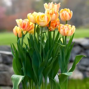 Тюльпан Верона Санрайз купить по цене от 280р. в интернет-магазине «Посадика» с доставкой почтой в в Бугуруслане и по всей России – [изображение №1].