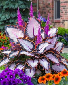 Хоста Кримэн Дрим купить по цене от 549р. в интернет-магазине «Посадика» с доставкой почтой в в Бугуруслане и по всей России – [изображение №1].