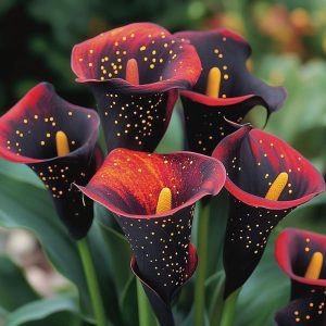 Калла Нуар купить по цене от 299р. в интернет-магазине «Посадика» с доставкой почтой в в Бугуруслане и по всей России – [изображение №1].