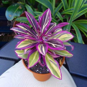 Хоста Сильвер Стик купить по цене от 650р. в интернет-магазине «Посадика» с доставкой почтой в в Бугуруслане и по всей России – [изображение №1].