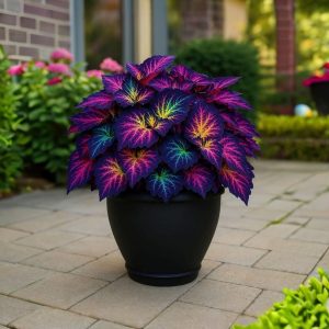 Хоста Фрости Блю купить по цене от 389р. в интернет-магазине «Посадика» с доставкой почтой в в Бугуруслане и по всей России – [изображение №1].