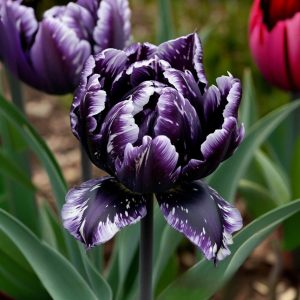 Тюльпан Индиго купить по цене от 600р. в интернет-магазине «Посадика» с доставкой почтой в в Бугуруслане и по всей России – [изображение №1].