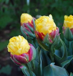 Тюльпан Айс Крим Банана купить по цене от 360р. в интернет-магазине «Посадика» с доставкой почтой в в Бугуруслане и по всей России – [изображение №1].