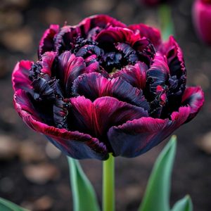 Тюльпан Фламинго купить по цене от 500р. в интернет-магазине «Посадика» с доставкой почтой в в Бугуруслане и по всей России – [изображение №1].