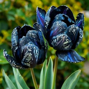 Тюльпан Блю Фог купить по цене от 500р. в интернет-магазине «Посадика» с доставкой почтой в в Бугуруслане и по всей России – [изображение №1].