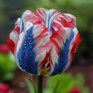 Тюльпан Ремс Сенсейшн купить по цене от 219р. в интернет-магазине «Посадика» с доставкой почтой в в Бугуруслане и по всей России – [изображение №1].