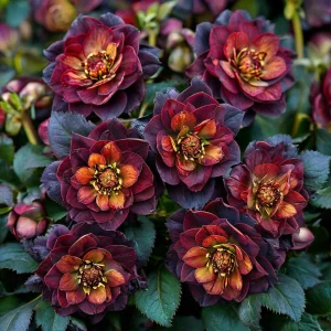 Морозник Сноу Дроп купить по цене от 348р. в интернет-магазине «Посадика» с доставкой почтой в в Бугуруслане и по всей России – [изображение №1].