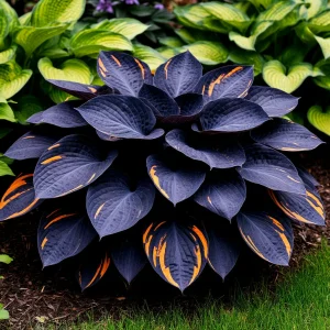 Хоста Умбра купить по цене от 349р. в интернет-магазине «Посадика» с доставкой почтой в в Бугуруслане и по всей России – [изображение №1].