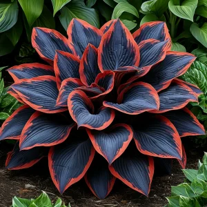 Хоста Солнечный Агат купить по цене от 440р. в интернет-магазине «Посадика» с доставкой почтой в в Бугуруслане и по всей России – [изображение №1].