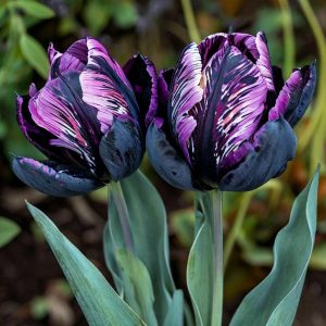 Тюльпан Блэк Каньон купить по цене от 305р. в интернет-магазине «Посадика» с доставкой почтой в в Бугуруслане и по всей России – [изображение №1].