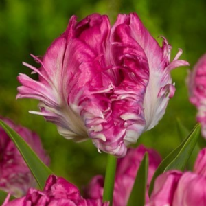 Тюльпан махровый Кул Кристал купить по цене от 400р. в интернет-магазине «Посадика» с доставкой почтой в в Бугуруслане и по всей России – [изображение №1].