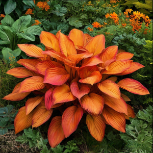 Хоста Солнечный Нектар купить по цене от 605р. в интернет-магазине «Посадика» с доставкой почтой в в Бугуруслане и по всей России – [изображение №1].