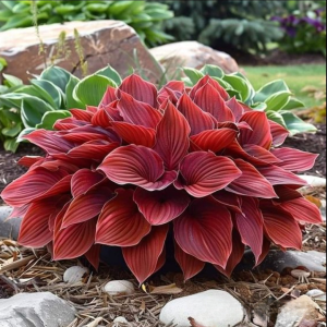 Хоста Малыш Шедевр купить по цене от 421р. в интернет-магазине «Посадика» с доставкой почтой в в Бугуруслане и по всей России – [изображение №1].