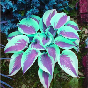 Хоста Висперин Бьюти купить по цене от 379р. в интернет-магазине «Посадика» с доставкой почтой в в Бугуруслане и по всей России – [изображение №1].