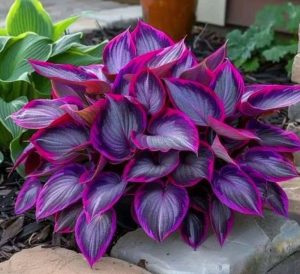 Хоста Сикрет Гарденс купить по цене от 549р. в интернет-магазине «Посадика» с доставкой почтой в в Бугуруслане и по всей России – [изображение №1].