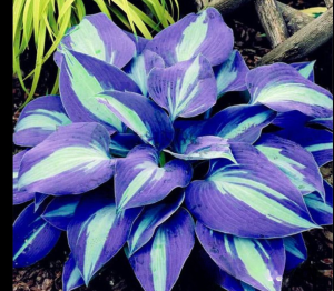 Хоста Аурелия купить по цене от 450р. в интернет-магазине «Посадика» с доставкой почтой в в Бугуруслане и по всей России – [изображение №1].