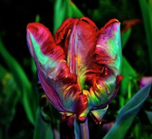 Тюльпан Эирпрайз купить по цене от 270р. в интернет-магазине «Посадика» с доставкой почтой в в Бугуруслане и по всей России – [изображение №1].